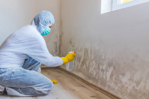 Licensed Attic Mold Removal service in Keasbey, NJ - WQB Mold Removal