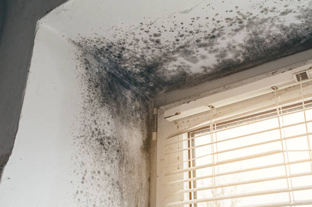 Affordable Attic Mold Removal solutions in Keasbey, NJ
