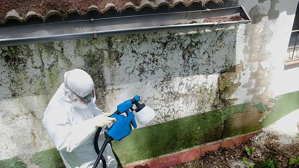 Top rated local Attic Mold Removal specialists in Keasbey, NJ